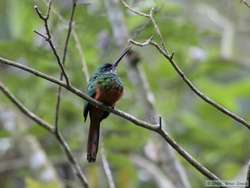 Rufous-tailed Jacamar   (Galbula ruficauda)