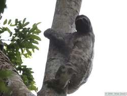 Brown-throated Three-toed Sloth   (Bradypus variegates)