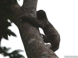 Brown-throated Three-toed Sloth   (Bradypus variegates)