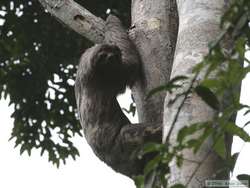 Brown-throated Three-toed Sloth   (Bradypus variegates)