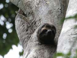 Brown-throated Three-toed Sloth   (Bradypus variegates)