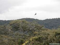 View from the observation tower on the Muriqui Preserve.