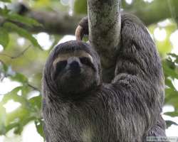 Brown-throated Three-toed Sloth   (Bradypus variegates)