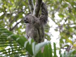 Brown-throated Three-toed Sloth   (Bradypus variegates)