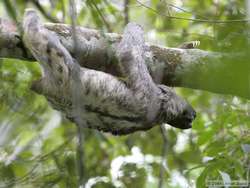 Brown-throated Three-toed Sloth   (Bradypus variegates)