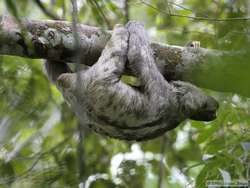 Brown-throated Three-toed Sloth   (Bradypus variegates)