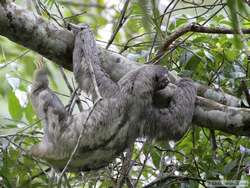 Brown-throated Three-toed Sloth   (Bradypus variegates)