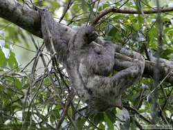 Brown-throated Three-toed Sloth   (Bradypus variegates)