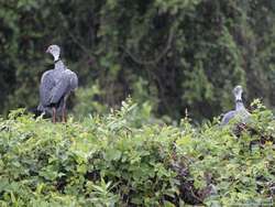 Southern Screamer   (Chauna torquata)