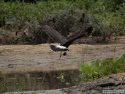 Snail Kite (Rostrhamus sociabilis) kiting around with a snail!