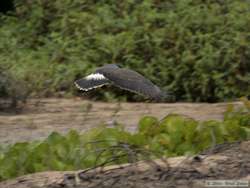 We got lucky to see a Snail Kite (Rostrhamus sociabilis) earn it's name.