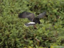 The Snail Kite (Rostrhamus sociabilis) eats on the wing.