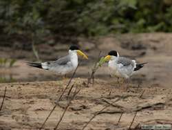 Large-billed Tern   (Phaetusa simplex)