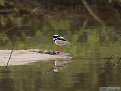 Pied Lapwing   (Vanellus cayanus)