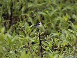 Black-backed Water-Tyrant   (Fluvicola albiventer)