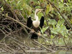 Anhinga   (Anhinga anhinga)