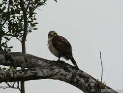 Roadside Hawk??  (Buteo magnirostris)