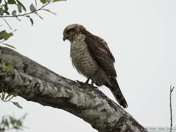 Roadside Hawk??  (Buteo magnirostris)