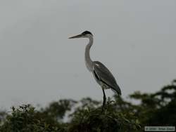 Cocoi Heron   (Ardea cocoi)