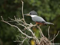 Ringed Kingfisher   (Ceryle torquata)