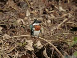 Amazon Kingfisher   (Chloroceryle amazona)