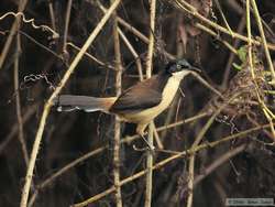 Black-capped Donacobius  (Donacobius atricapillus)