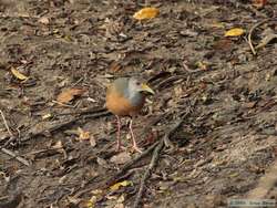 Gray-necked Wood-Rail   (Aramides cajanea)