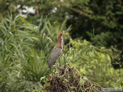 Rufescent Tiger-Heron   (Tigrisoma lineatum)