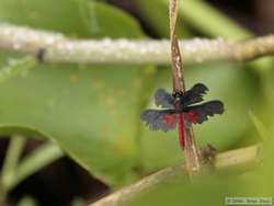 A cool dragonfly.