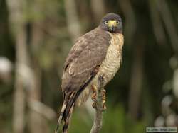 Plumbeous Kite   (Ictinia plumbea)