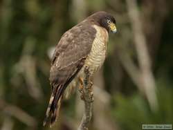 Plumbeous Kite   (Ictinia plumbea)