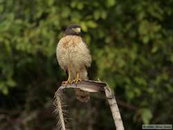 Plumbeous Kite   (Ictinia plumbea)