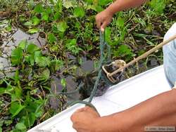 The first Pantanal Caiman (Caiman yacare) we caught.