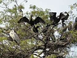 Anhingas (Anhinga anhinga) and a Cocoi Heron (Ardea cocoi) in a nest tree.