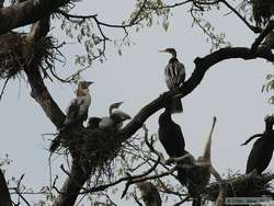 Anhingas (Anhinga anhinga) in a nest tree.