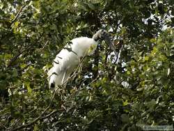 Wood Stork   (Mycteria americana)