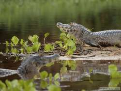 Pantanal Caiman  (Caiman yacare)