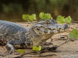 Pantanal Caiman  (Caiman yacare)