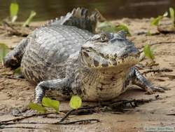 Pantanal Caiman  (Caiman yacare)