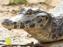 Pantanal Caiman  (Caiman yacare)