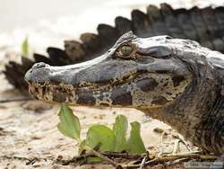 Pantanal Caiman  (Caiman yacare)