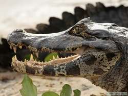 Pantanal Caiman  (Caiman yacare)