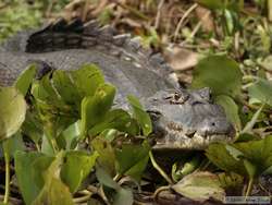 Pantanal Caiman  (Caiman yacare)