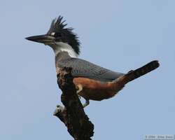 Ringed Kingfisher  (Ceryle torquata)