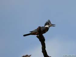 Ringed Kingfisher  (Ceryle torquata)