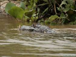 This Pantanal Caiman  (Caiman yacare) had a deformed mouth, a very pronounced overbite!