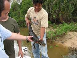 That young Pantanal Caiman  (Caiman yacare) wasn't fast enough to escape Indio!