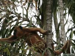 Black-and-gold Howler   (Alouatta caraya)