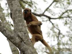 Black-and-gold Howler   (Alouatta caraya)