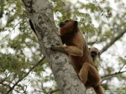 Black-and-gold Howler   (Alouatta caraya)